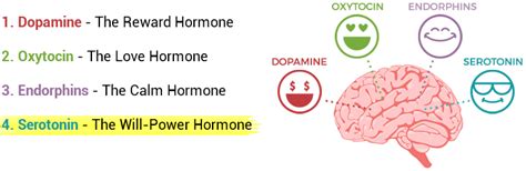 [] the 4 “happy hormones” endorphins serotonin dopamine and oxytocin [1