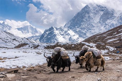 The Humble Yak Icon Of The Himalayas — Xyzasia