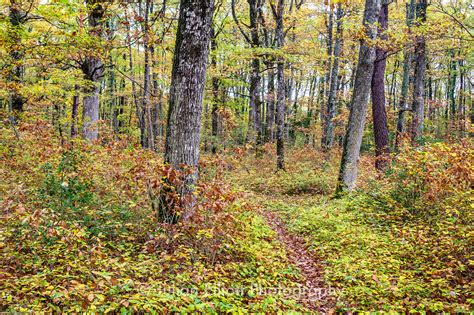 Woodland Photography - A beginner's guide