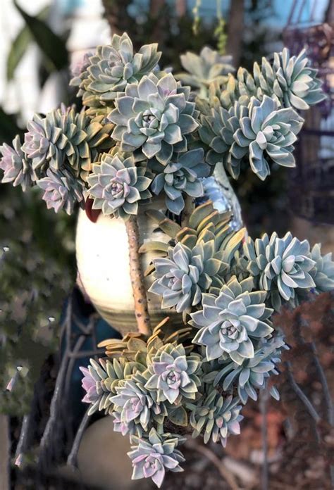 Graptopetalum Paraguayense All You Need To Know
