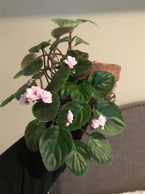 Growing african violets is a wonderful hobby. Trailing African Violet : AfricanViolets