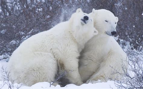 Two Cuddling Polar Bears Wallpaper 000wallpaper