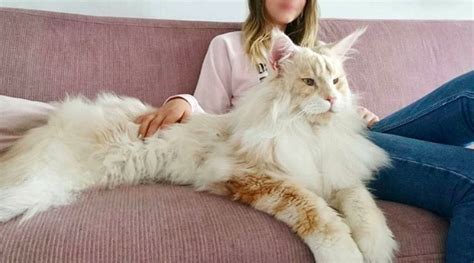 Woman Shares Breathtaking Photos Of Her Maine Coon And Its Crazy How