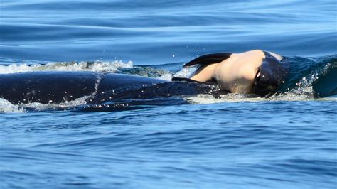 Grieving Orca Carries Dead Calf For More Than 3 Days ‘shes Just Not