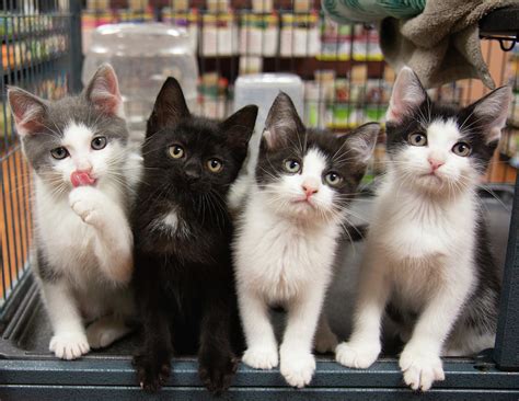Four Kittens Black White Grey Sitting Cute Portrait Kitten Cats Pet