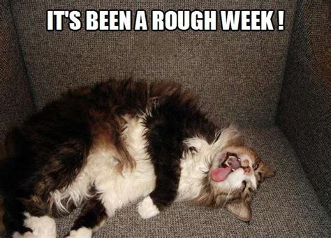 'yes, it's been a while. It's been a rough week! | Kittyworks