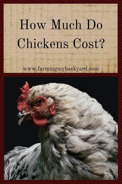 Giving up a £25 per week drinking habit would save you an extra £4000. How Much Do Chickens Cost? - Farming My Backyard