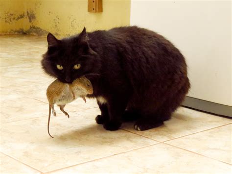 Gambar Mouse Anak Kucing Licik Binatang Menyusui Kucing Hitam