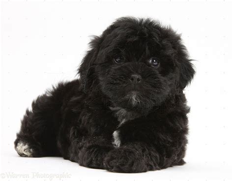 Black And White Maltese Shih Tzu Puppy Puppies Cares