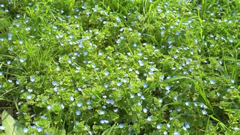 Beautiful Small Blue Flowers And Green Grass Lawn Stock Footage