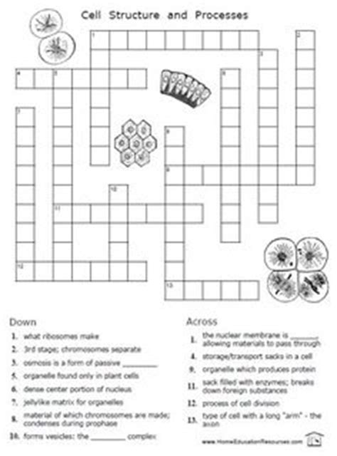 Plant cells and tissues other contents: 1000+ images about Cells Unit on Pinterest | Mitosis ...