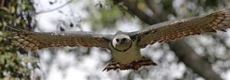 Harpy Eagle Facts Information And Pictures From Active Wild