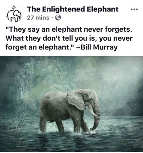A play on the idea that elephants have great memories. Pin by Carla Steele on Elephant Majesty | Elephants never forget, Elephant, Sayings