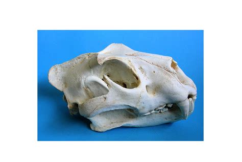 Siberian Tiger Skull Replica Skeletons And Skulls Superstore