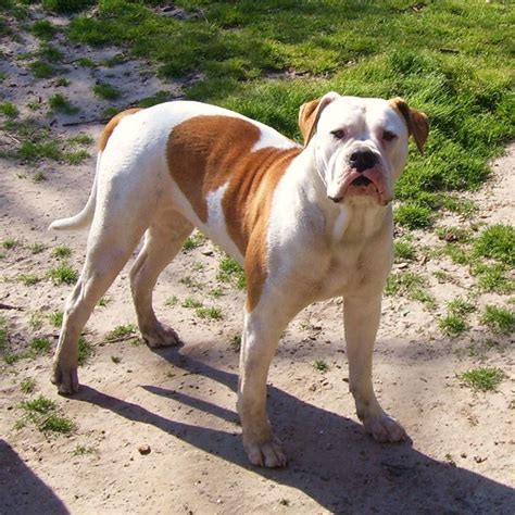 Alan scott is the founder of the original scott type american bulldog. Scott American Bulldogs | Name: | American bulldog ...