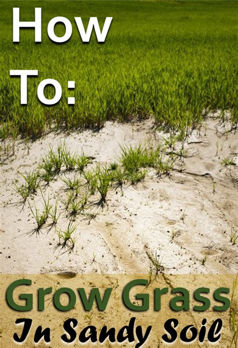 How To Grow Grass In Sandy Soil Growing Grass Sandy Soil Planting