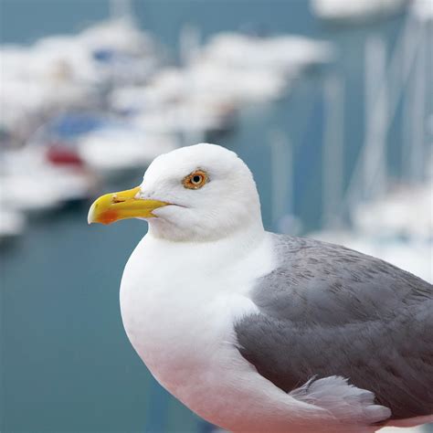 Herring Gull Larus Argentatus Photograph By David C Tomlinson Pixels