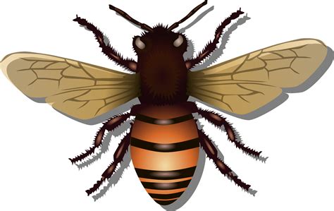 Honey Bee Vector Clipart image - Free stock photo - Public Domain photo ...