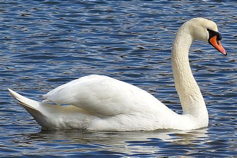 The Mute Swans Habitat Migration And More
