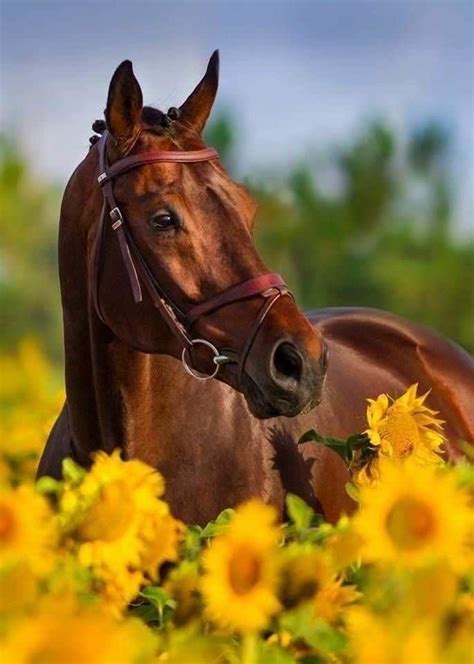 Pin By Joanne Wilson On Horse Love Too Pretty Horses Cute Horses