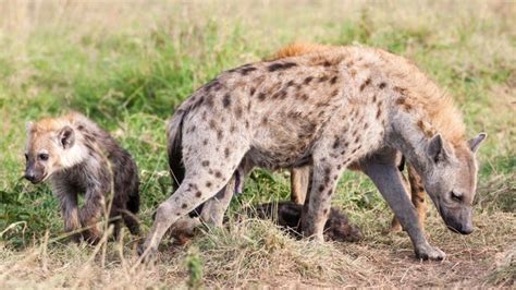 Bbc Earth The Truth About Spotted Hyenas