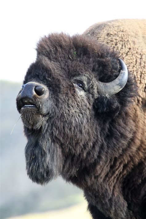 Buffalo From Tr Park In Nd Buffalo Animal American Bison Bison Photo