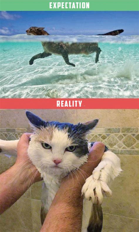 What Its Like To Own A Cat Expectations Vs Reality 22 Pics