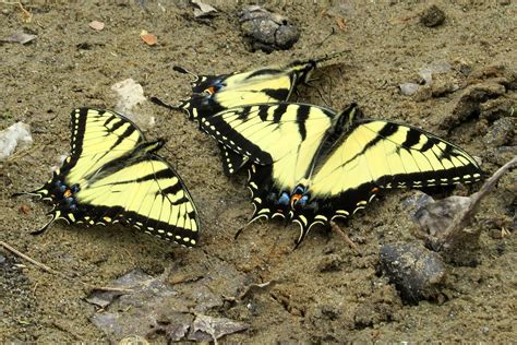 Eastern Tiger Swallowtail Puddling Along The Patapsco Ri Flickr