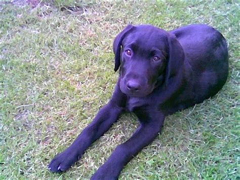 Opdræt af 'formel 1' labrador er udtryk for en speciel holdning til hundenes brugsmæssige egenskaber. Labrador retriever ( Formel 1) Bølle - Billeder af hunde ...