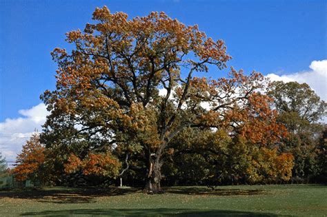 Fileold Oak Tree In Florham Park Nj