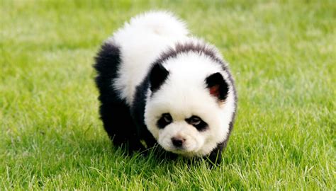 Russian Dyes Dog To Look Like Panda In Tourist Scam
