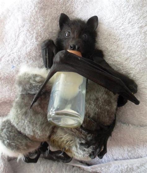 We Totally Appreciate These Photos Of Baby Bats Baby Bats Funny