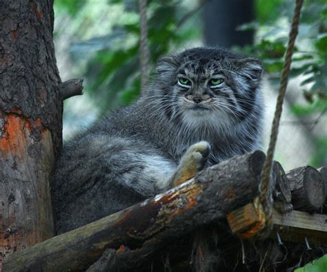 10 Rare And Beautiful Species Of Wild Cat We Love Cats
