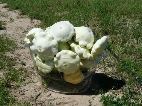 Check spelling or type a new query. Squash,Summer - Early White Bush Scallop | LifeSeedCompany.com