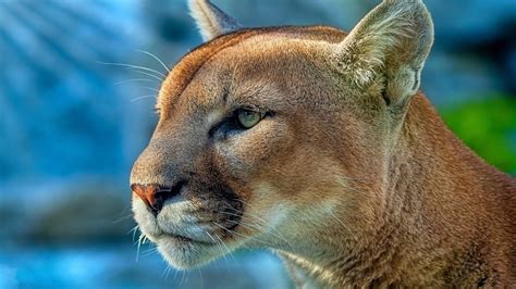 2560x1440 Cougar 4k 1440p Resolution Hd 4k Wallpapers Images