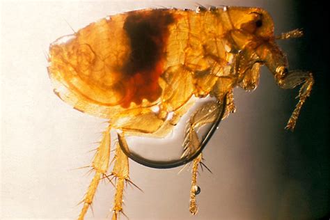 Types Of Fleas Learn About Different Flea Species In The Usa Fleabites