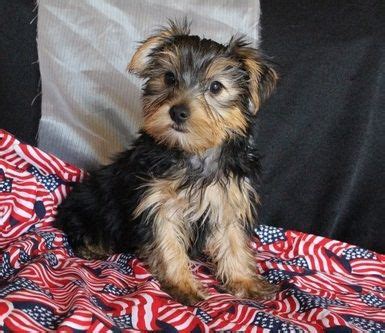 Find the right breed, and the perfect puppy at puppyfind.com. Yorkshire Terrier Puppies For Sale | Seattle, WA #219597