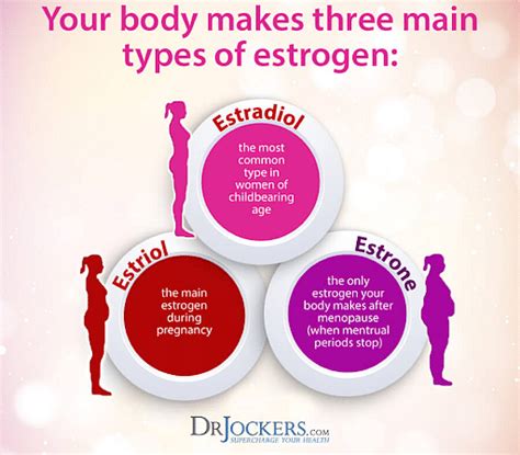 Estrogen And Progesterone Definition Difference Similarities