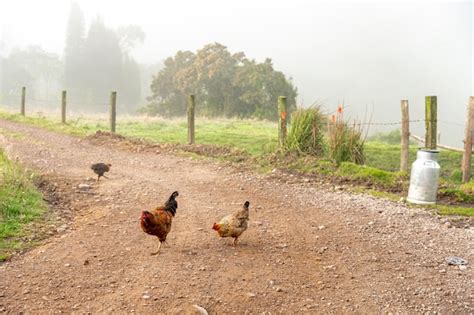 Premium Photo Chickens In The Farm Yard Organic