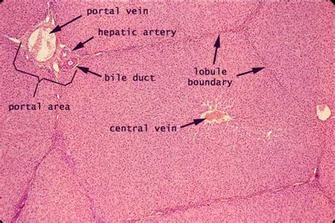 The liver is a metabolic factory, synthesizing and breaking down a. SIU SOM Histology GI