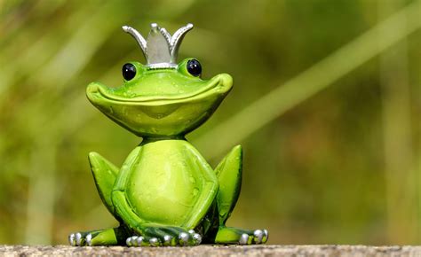 3840x2553 Animal Cute Fig Frog Frog Eyes Fun Funny Green