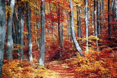 Autumn Trees · Free Stock Photo