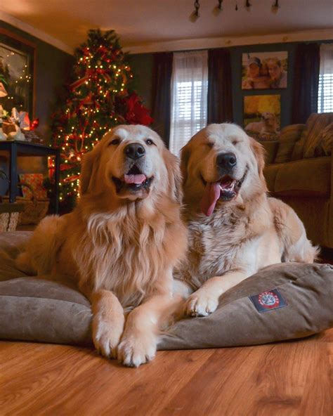 A Golden Christmas Joyful Goldens Goldenretriever Dogs Golden