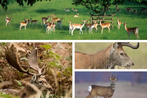 Guide To The Six British Deer Species To Be Found In The Uk