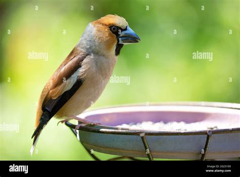 Little Songbird Sitting On A Bird Feeder Hawfinch Coccothraustes