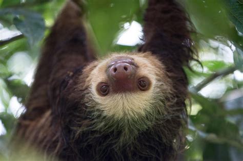 Interesting Facts About Sloths Fun Sloth Information With Photos