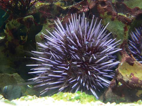 Sea Urchin Kids Britannica Kids Homework Help