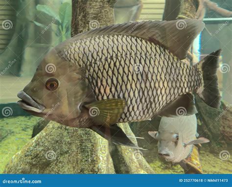 Selective Focus Of Zebra Tilapia Heterotilapia Buttikoferi Fish In A