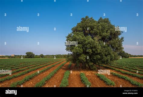 Old Olive Tree In A Field Puglia Italy Stock Photo Alamy