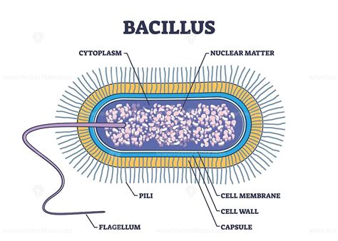 Bacillus Anatomy With Microscopic Microbe Medical Structure Outline